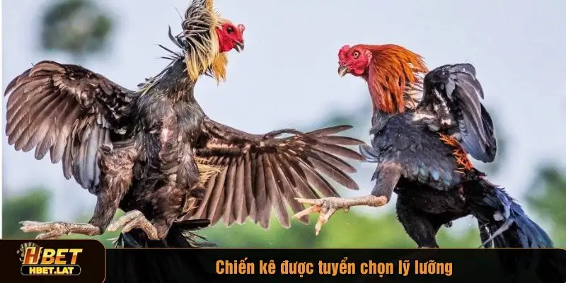 Chiến kê được tuyển chọn kỹ lưỡng trước khi tham gia trận chiến